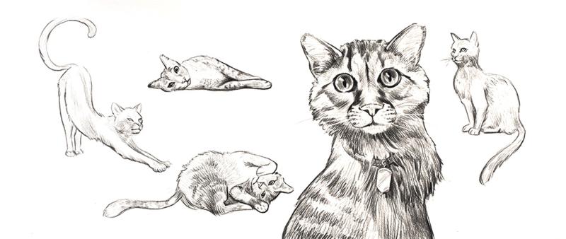 Tiere zeichnen leicht gemacht - die Katze