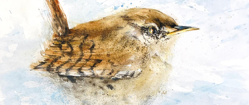 After Work: Alle Vögel sind schon da – der Zaunkönig