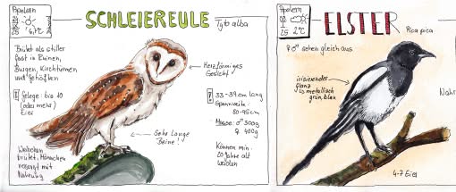 After Work: Nature Journaling - Alles was fliegt