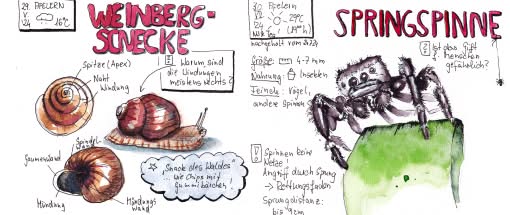 After Work: Nature Journaling - Alles was kriecht