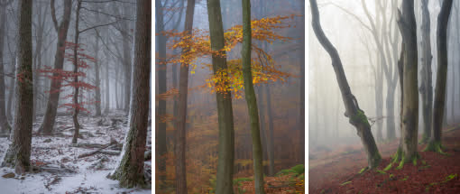 After Work-Kursreihe: Grundlagen der Waldfotografie