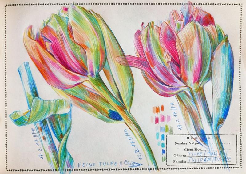 Farbstiftzeichnen und Botanical Diary
