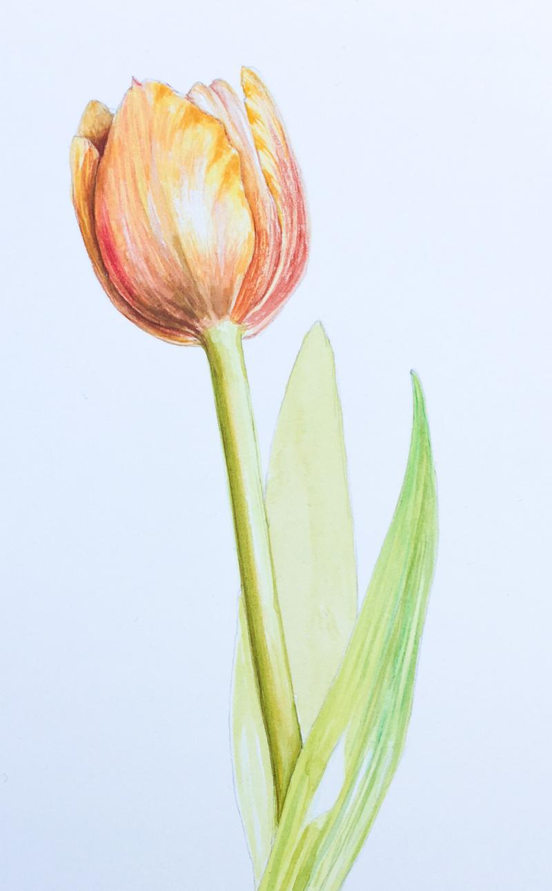 Botanisches Aquarell