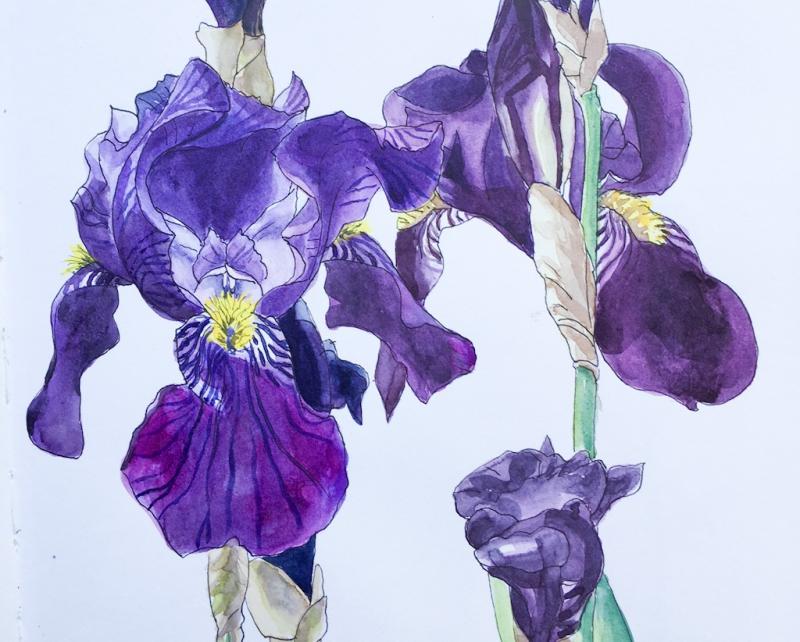 Botanisches Aquarell