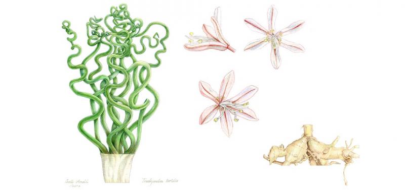 Einführung in das botanische Zeichnen
